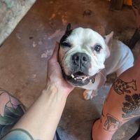  at Mandala Vegetarian & Vegan in Koh Kut