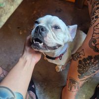  at Mandala Vegetarian & Vegan in Koh Kut