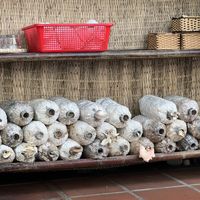 Growing their own mushrooms   at Muro Organic Vegan Restaurant in Nha Trang
