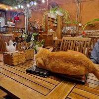Leo the cat :) at Muro Organic Vegan Restaurant in Nha Trang