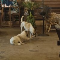 Lovely dogs at Cafe Osa Goa in Morjim