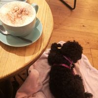Oat milk chai latte with nancy enjoying her snack at Old Town Coffee & Cake in Hemel Hempstead