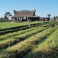 The Café at Nadi Farm Cafe in Tabanan