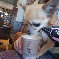 Belle enjoying her puppicino at Coffee#1 in Newport
