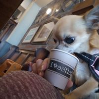 Tasty puppicino at Coffee#1 in Newport