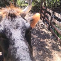 Asking to be petted at Ahimsa Alimentación Consciente in Jaureguiberry