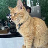 Adorable friendly cat  at Vegan Way Cafe in Probolinggo