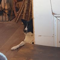 Wee doggy relaxing by the fire at Hollywood Cafe in Hollywood