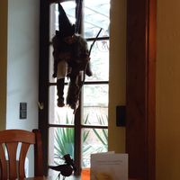 Window decor at Restaurant 7 Raben in Bad Duerkheim