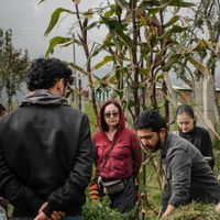 Huerta Orgánica at Casa Madre Raiz  in Sotaquira
