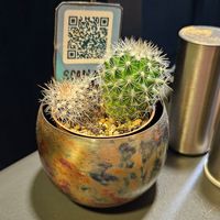  at Manipura in Tenerife