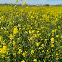 Wild mustard flowers alongside the road to the restaurant.  at Himalaya MoMo in Sacramento