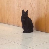 Mizuna (their very friendly and charismatic pet) at Quintal Bioshop in Porto