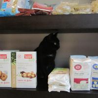 Cat in the shelves of the store :-) at Quintal Bioshop in Porto