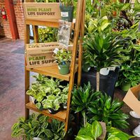 Plants at Hella Plants Market in Oakland