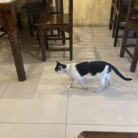 Cat  at On's Thai Isaan in Kanchanaburi