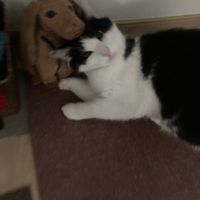 Eli and his new friend, part 2  at Kuma Coco - クマココ ココナッツ専門店 in Kawasaki