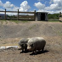 🐖   at Sweet Farm in Himrod