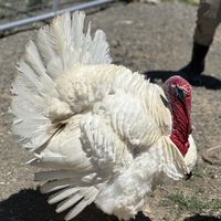 🦃   at Sweet Farm in Himrod