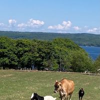 Friends enjoying life at Sweet Farm at Sweet Farm in Himrod