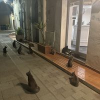  The local cats waiting outside for dinner 😻  at Sale Amore e Vento in Salina