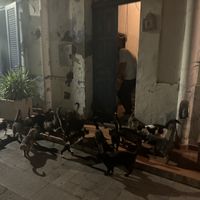 Dinner for the local strays 😻 sooo cute, a must see for cat lovers!♥️ If you don’t like cats, don’t worry they don’t come into the restaurant and it’s the next door  at Sale Amore e Vento in Salina
