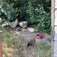   at Stoppels offener Lebenshof in Haunetal