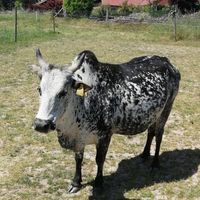  at Stoppels offener Lebenshof in Haunetal