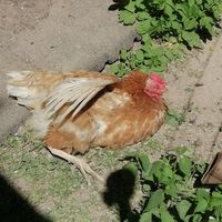  at Stoppels offener Lebenshof in Haunetal