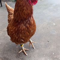 🐔borussia at Stoppels offener Lebenshof in Haunetal