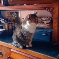 😸maunzi at Stoppels offener Lebenshof in Haunetal