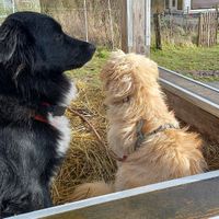 🐶🖤clyde & 🐶🤍bobbie at Stoppels offener Lebenshof in Haunetal