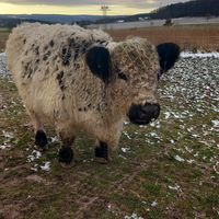 🐮jule at Stoppels offener Lebenshof in Haunetal