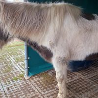 🐎töggi at Stoppels offener Lebenshof in Haunetal