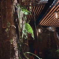   at Pizzeria Manglar in Tulum