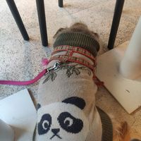 Lola at daTerra in Guimaraes