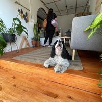 Pet friendly  at PURALMA Vegan Bakery in San Jose