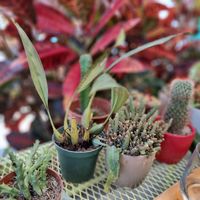 The cactus on the terrace at PURALMA Vegan Bakery in San Jose