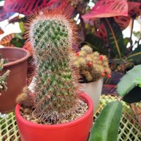  at PURALMA Vegan Bakery in San Jose