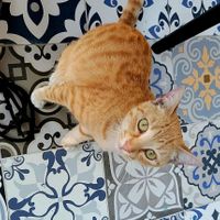 Kitty! at The Forward Thinking Eatery in San Jose Del Cabo