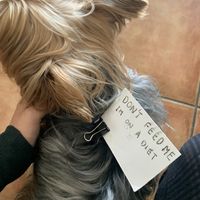 Sehr lieber Hund mit dem Namen Boy  at Piato  in Idra