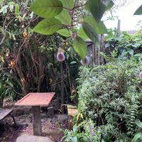 Garden  at Axul Cafe in Concepcion De Ataco