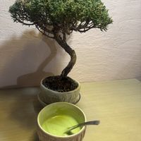   at Cafe Chairo in Tokyo