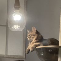   at Cafe Chairo in Tokyo