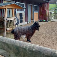 ziege at Sentana Stiftung in Bielefeld