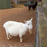 ziege at Sentana Stiftung in Bielefeld