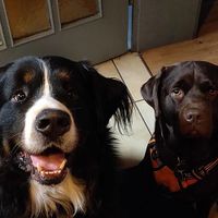 the owners lovely dogs! (from Hotel Köhler webpage)  at Hotel Köhler in Stuttgart