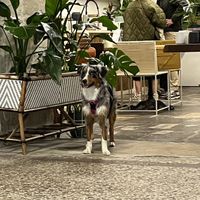 one of the dogs, Ivy (pretty shy)  at Full Bloom Café in Nice