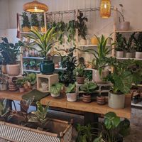 Flowers inside of Full Bloom Café at Full Bloom Café in Nice