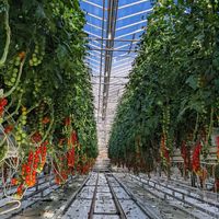  at Friðheimar in Selfoss